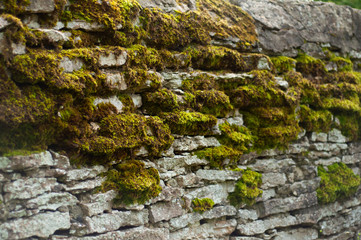 mossy wall