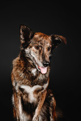 Funny mixed breed dog on a black background in the studio