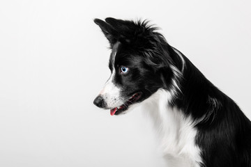 Obraz na płótnie Canvas Border collie dog on white background