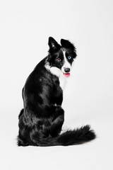 Border Collie dog portrait on a white background