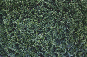 Beautiful green natural background of Thuja occidentalis
