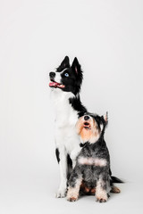 Border Collie and miniature schnauzer dogs on a black background