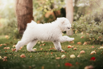 Hungarian puli puppy
