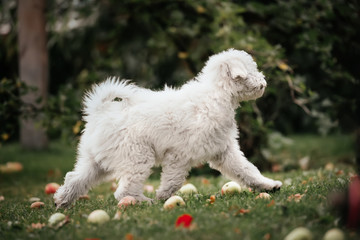Hungarian puli puppy