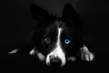Border Collie dog on a black background. Cut out. Isolated