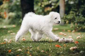 Hungarian puli puppy