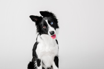 Border collie dog on white background