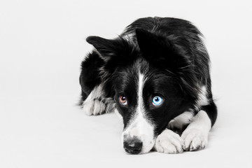Border collie dog on white background