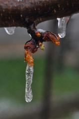 Concept of bad weather condition, frost and agriculture disaster.
Ice on branch with spring buds. Damage to the orchard