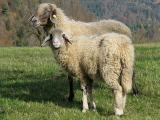 Milk Sheep - Frauenstein - Austria