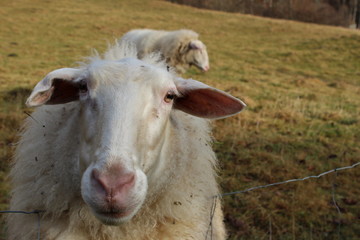 Milk Sheep - Steyrling - Austria