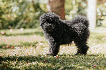 Hungarian puli puppy
