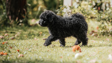Hungarian puli puppy