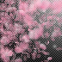 Sakura petals falling down. Romantic pink flowers 