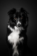 Border Collie dog on a black background