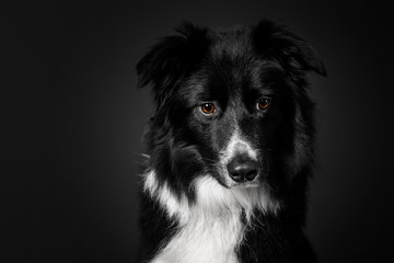 Border Collie dog on a black background