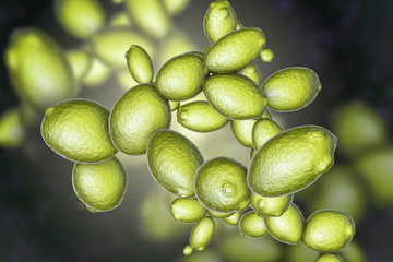Saccharomyces cerevisiae yeast, 3D illustration. Microscopic fungi, baker's or brewer's yeast, are used as probiotics to restore normal flora of intestine