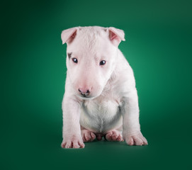 miniature bull terrier small puppy