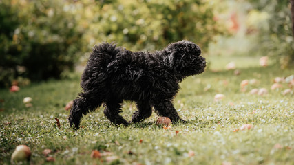 hungarian puli puppy
