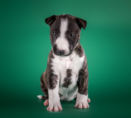 miniature bull terrier small puppy