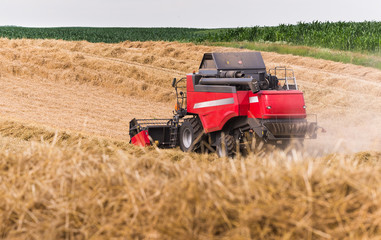 Harvesting of wheat field with combine