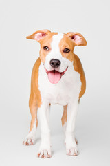 American Staffordshire Terrier dog isolated on white background