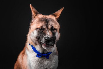 American akita dog on black background isolated