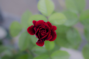 primavera roseto comunale