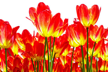 Orange tulips against white - obrazy, fototapety, plakaty