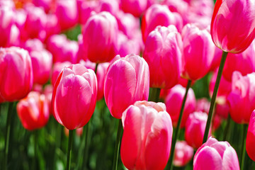 Fototapeta premium Pink tulips