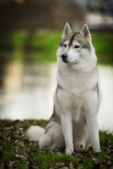 Beautiful husky dog at park
