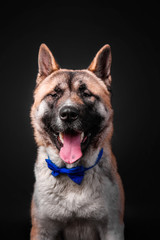 American akita dog portrait on black background