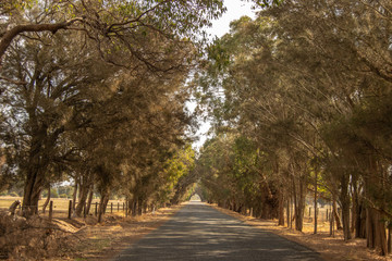 Fototapeta na wymiar Road Landscape outback trees sun light Perth
