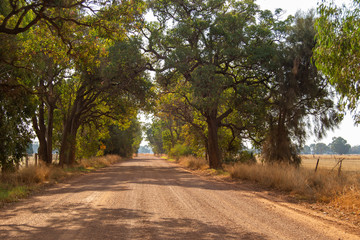 Road Landscape outback trees sun light Perth