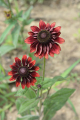 Gloriosa Daisy Cherry Brandy