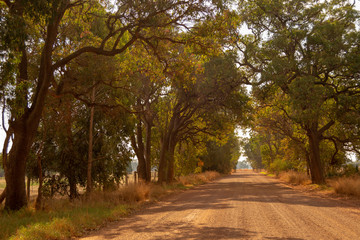 Obraz premium Road Landscape outback trees sun light Perth
