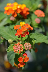 Shrub verbena flower