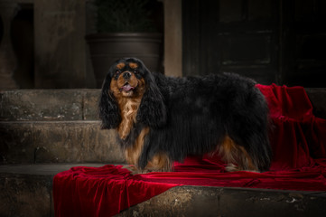 cavalier king charles spaniel studio