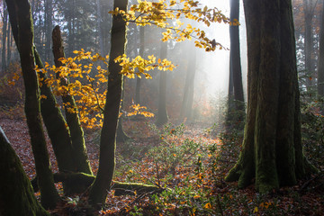 Moody autumn forest with rays of light in the Black Forest, Germany