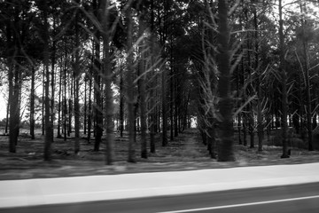 Landscape in black and white of trees motion blur