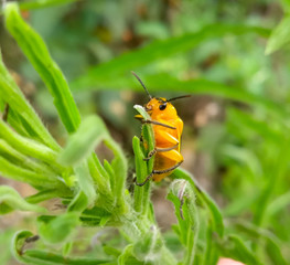 Insect 