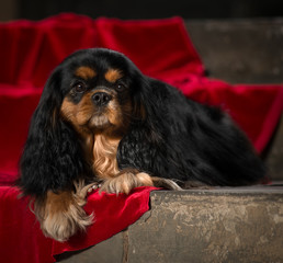 cavalier king charles spaniel studio