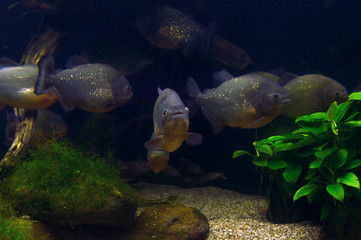 shoal of piranhas