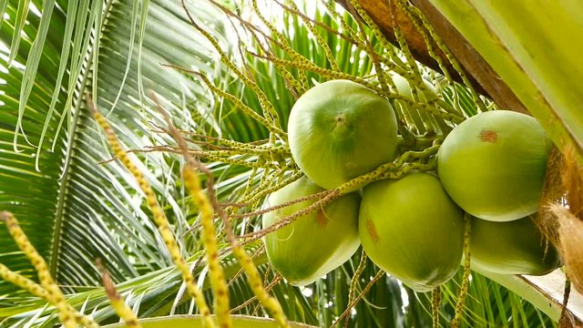 Close-up of exotic green palm tree leaves with cluster of young fresh round coconut fruit with milk inside. Natural texture. Tropical symbol. Summer evergreen plant. Healthy organic vegetarian food.