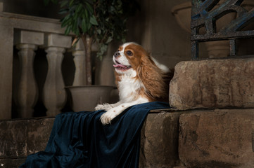 cavalier king charles spaniel studio