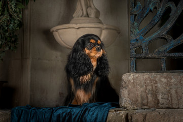cavalier king charles spaniel studio