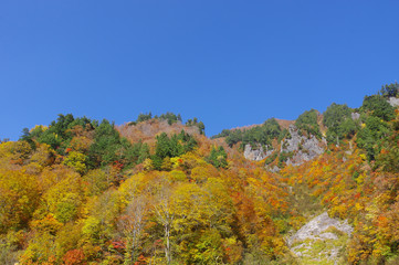 奥志賀高原の紅葉