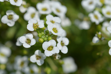 Sweet alyssum Snow Cloth