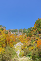 奥志賀高原の紅葉