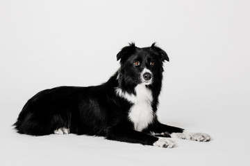 Border Collie dog on white background